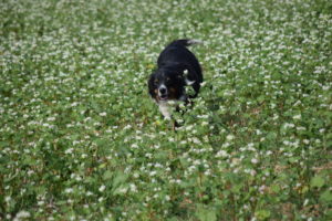 Renegade running through the buckwheat and oats cover crop 